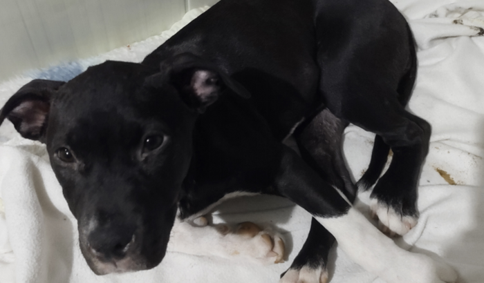 Ajudar Para Salvar Minha Cachorrinha 