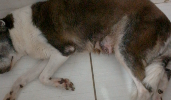 Cirurgia e exames de mastectomia de Mel