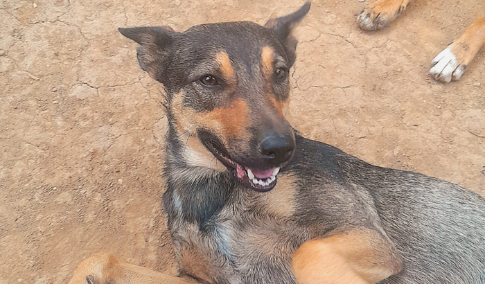 Ajudem a comprar os remédios para as minhas filhas (dogs), por favor!