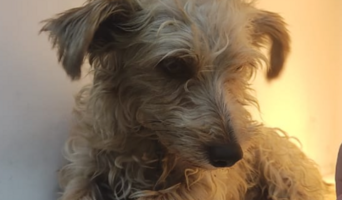 Ajude Cachinho a Mudar de Vida