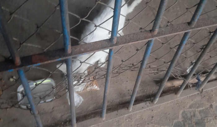 Ajuda pós resgate para cuidados. Algodão o gordinho 😿🥺🙏