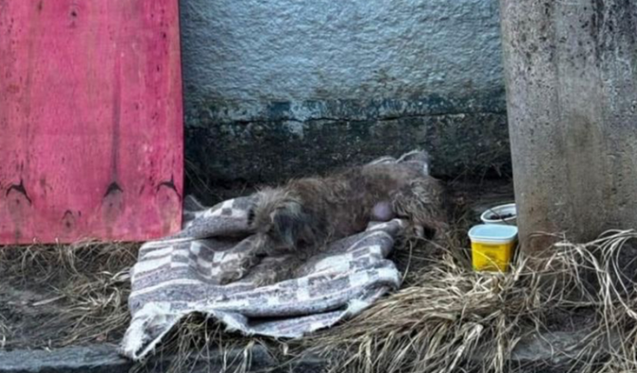 Ajude No tratamento da Pretinha