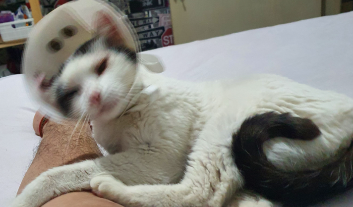 Ajude a gatinha Clara