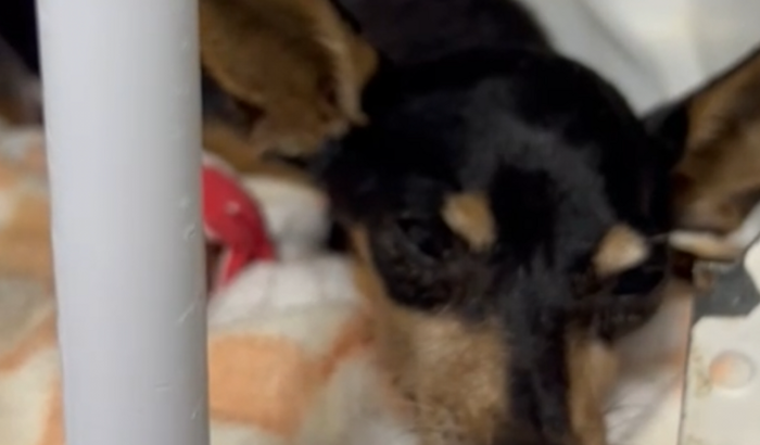 Transfusão de sangue da minha cachorrinha Dory 🐕 URGENTE