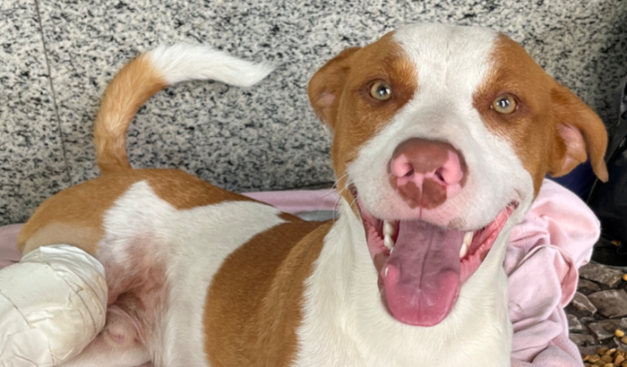 Chico - hospedagem & cirurgia da patinha 