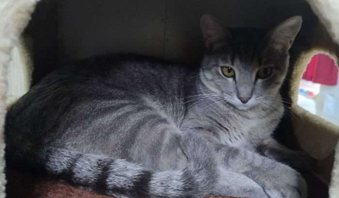 Cirurgia Akira (gata)