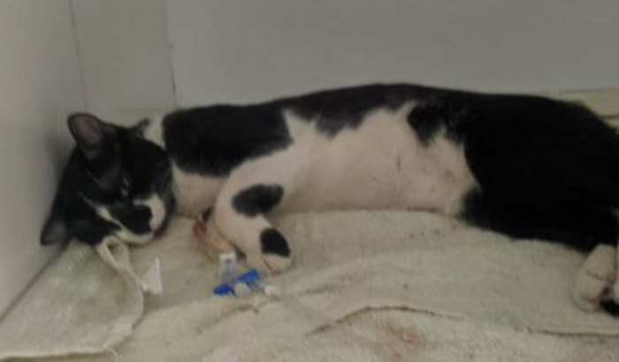 Tratamento do gatinho Mbappé