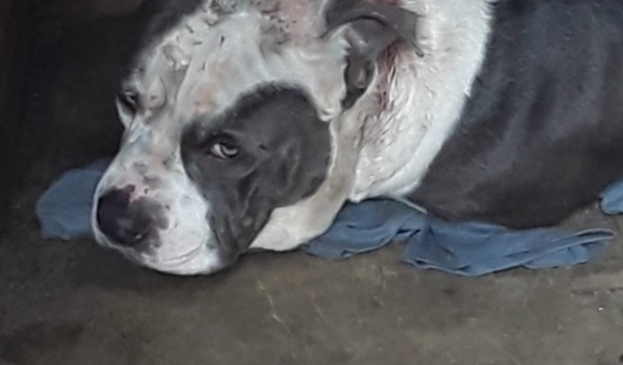 Cachorrinho do.meu filho foi picado pela aranha marrom