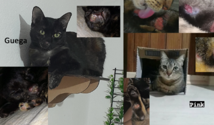 Ajude Guega e Pink a vencerem a esporotricose!