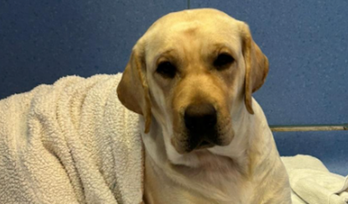 Ajude na cirurgia e recuperação da Bia Prupru