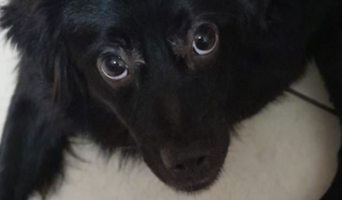 NOS AJUDE A SALVAR O TOBI! ♥️