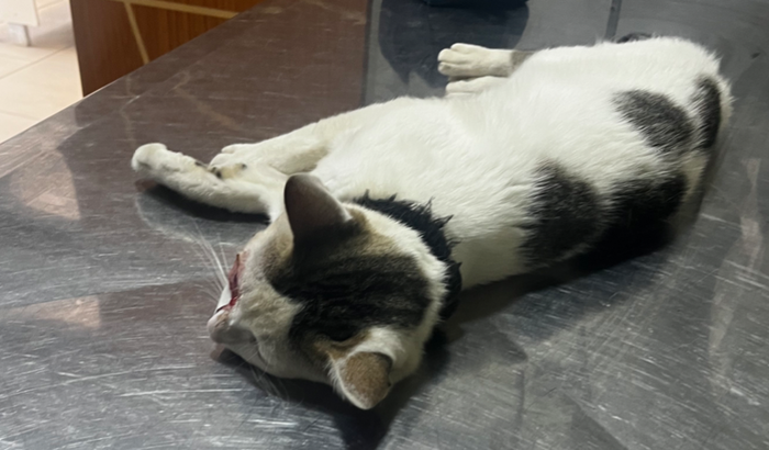 Ajude a levar meu gatinho ao veterinário 