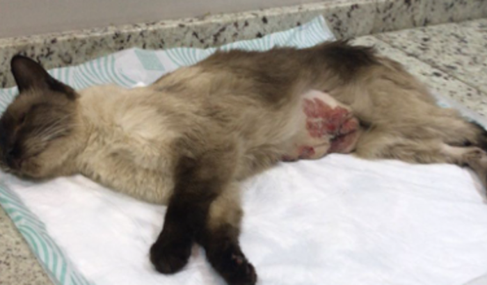 Ajude a gatinha resgatada!