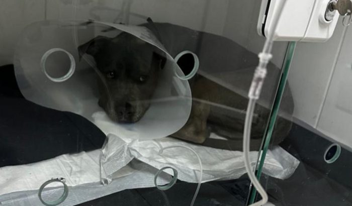 Preciso de ajuda urgente minha cachorinha foi ateopelada hoje por volta das 6horsd da tarde pois ela escapou pelo porta