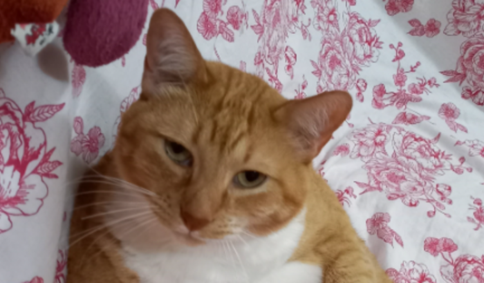 Ajude a salvar o Max da PIF (infecção grave em felinos)