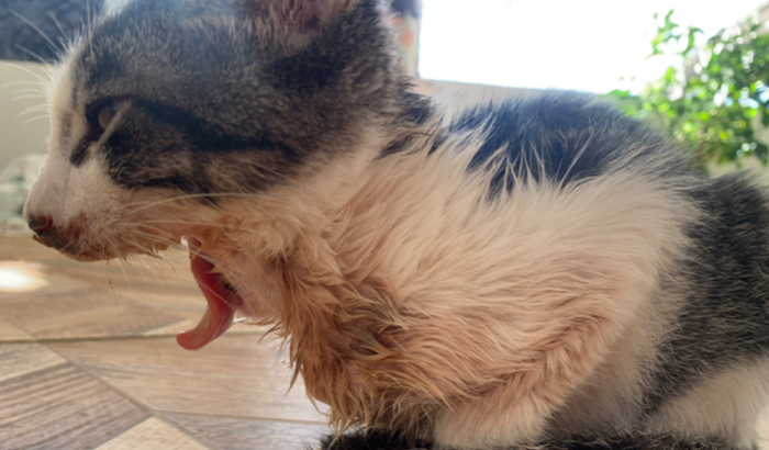 gatinho de 3 meses vítima de agressão
