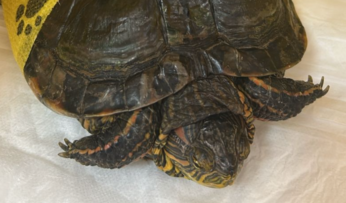 Tratamento Tortuguita