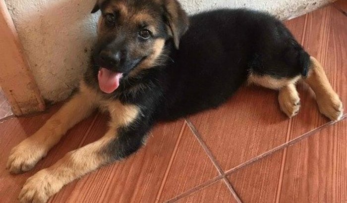 Custos, medicamentos e internação Akira