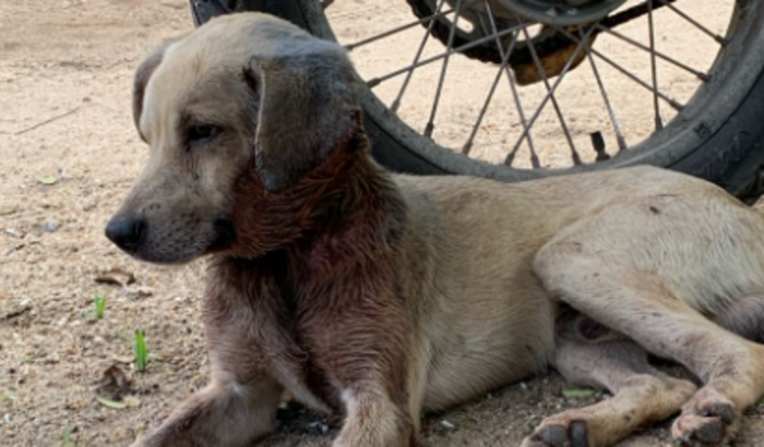Ajude o Vitório a ter uma segunda chance! 🐾❤️