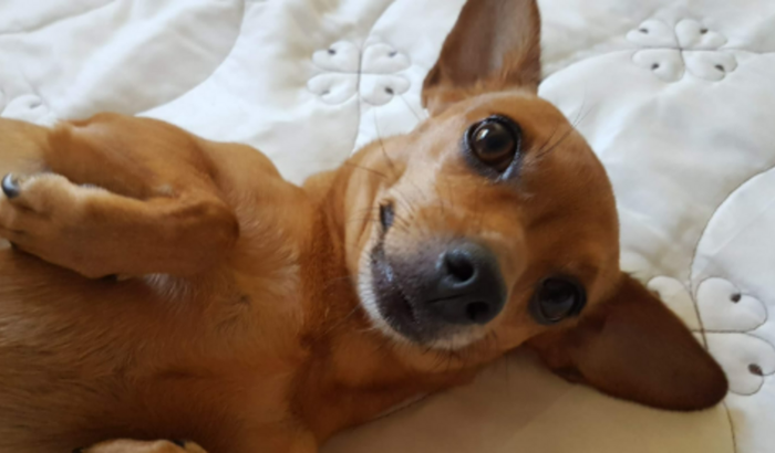 Ajuda para cirurgia de Kalu 🐶