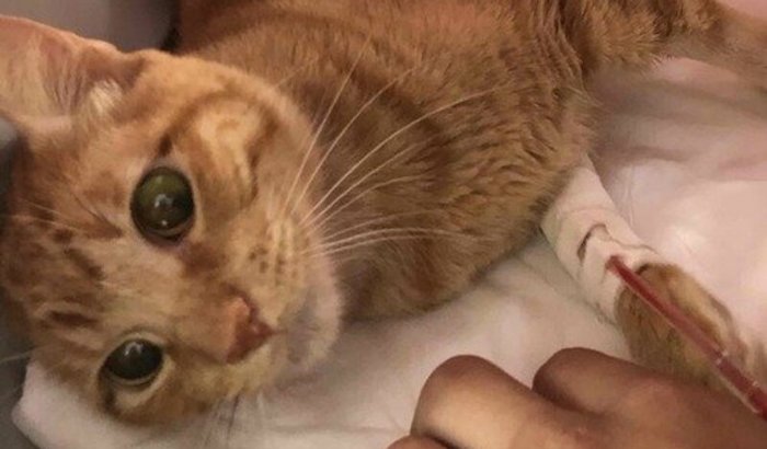 Ajuda para o tratamento do Simba contra a PIF