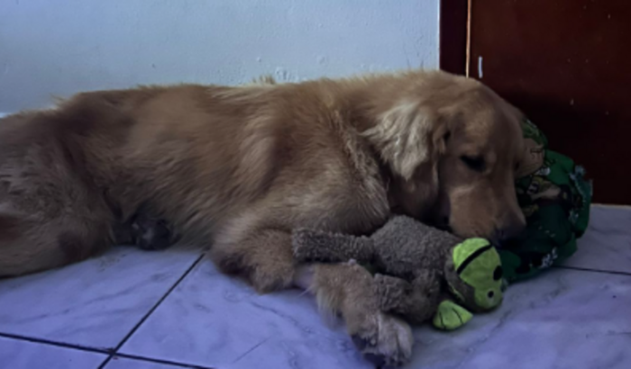 Vakinha para o Romeu (Golden)