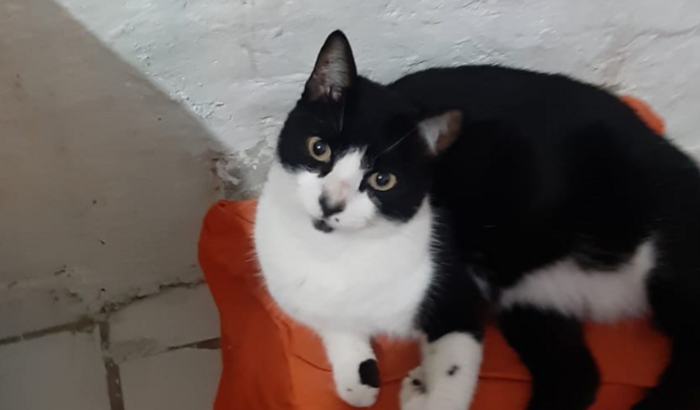 ⚠️ AJUDE MINHA GATINHA COM PEDRA NA BEXIGA ⚠️😭😭