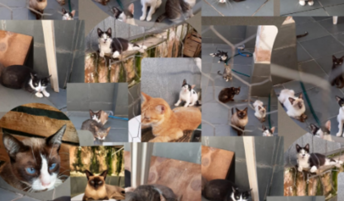 Ajude os gatinhos abandonados