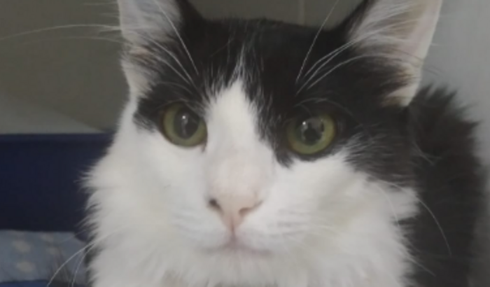 Vamos salvar o Jack!