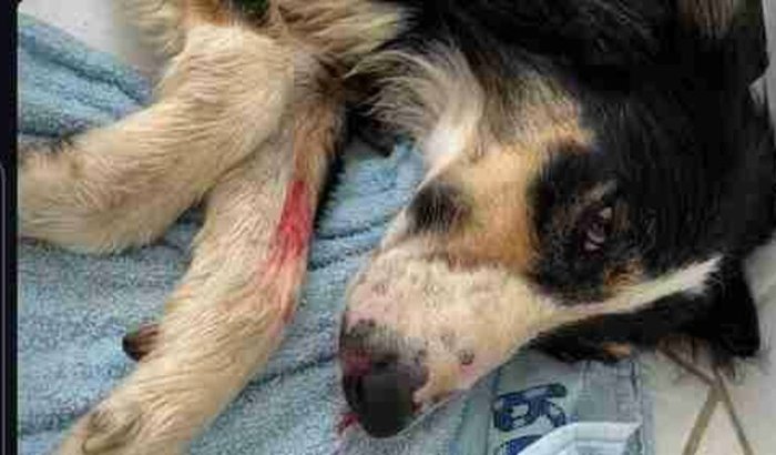 Ajuda na cirurgia da Rany