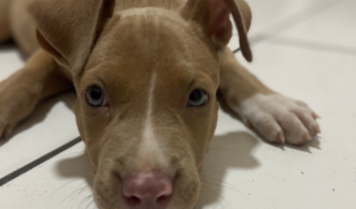 Ajuda a minha filhote mel 