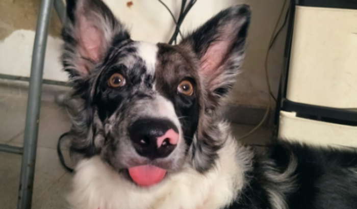 Ajude a Salvar a Stellar