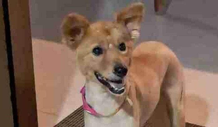 Cirurgia para Sophia 