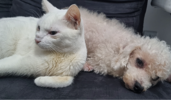 Cirurgia de retirada de tumor da Sheron