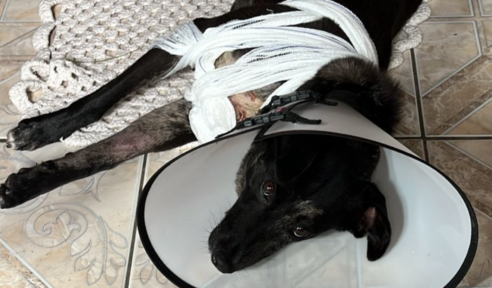 Ajuda tratamento Cabrito (Parcela tratamento)