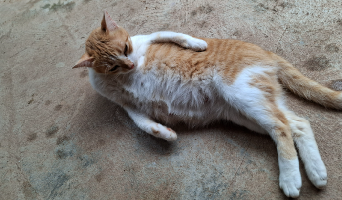 Ajude a castrar a gata parideira