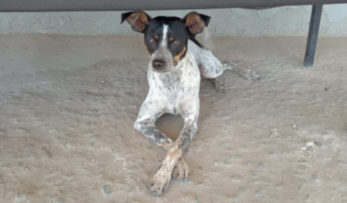 Ajude o Pitoco ❤️🐕