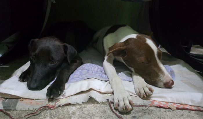 Ajudar o pretinho e o branquinho