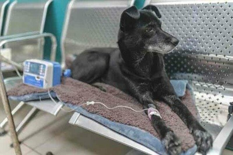 imagem da vaquinha Ajude o Thor