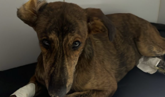 Tratamento do Theodoro 