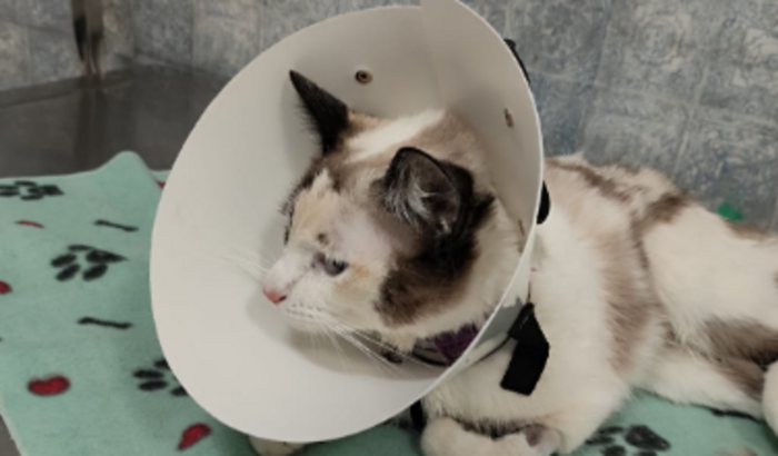 Ajude a Gata Zoey - Hidronefrosa