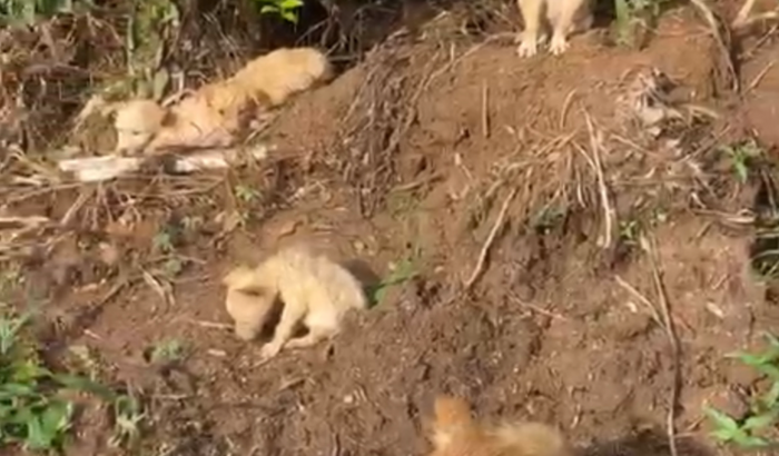 Para os cachorrinhos abandonados 