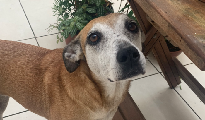 pagar cirurgia da princesa