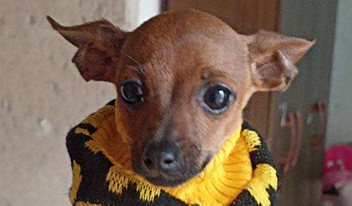 AJUDE O SCOOBY| Cirurgia Ortopédica 