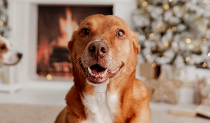 Ajuda com os custos do Dom