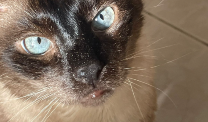 Ajude o Koda a fazer tratamento