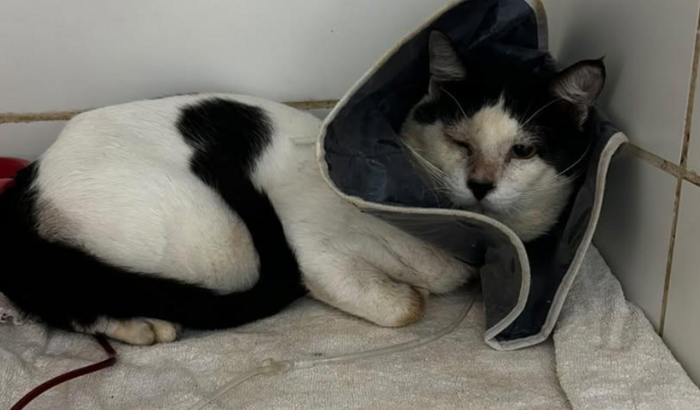 Me ajude a salvar meu gato Ponyo