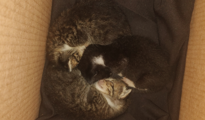 Ajude Gatos Filhotes com remédios veterinários