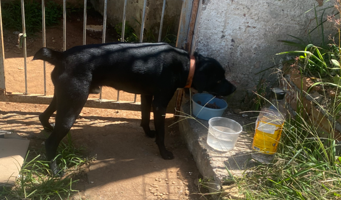 Ajude o Lupi a mudar de vida