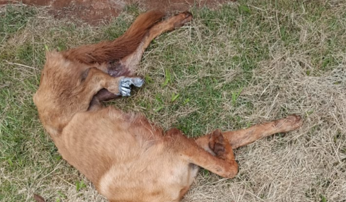 Ajude o Rex a vencer!!